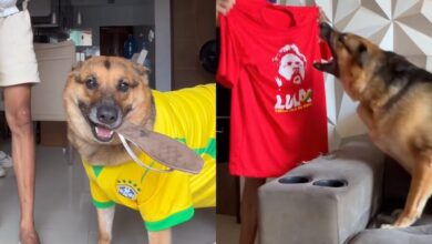 Photo of Cachorra “bolsonarista” viraliza ao rejeitar camisa de Lula; veja vídeo