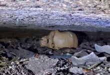 Photo of Suposto crânio de neandertal encontrado no Pará levanta questionamentos científicos