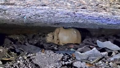 Photo of Suposto crânio de neandertal encontrado no Pará levanta questionamentos científicos