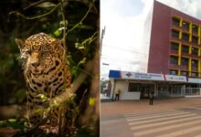 Photo of Criança de 8 anos é atacada por onça em terra indígena no Pará e fica em estado grave