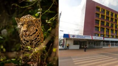 Photo of Criança de 8 anos é atacada por onça em terra indígena no Pará e fica em estado grave