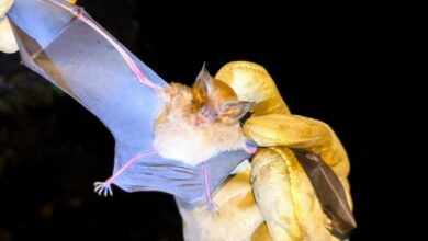 Photo of Sesma monitora morcegos em Belém para identificar circulação do vírus da raiva