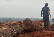 Photo of PF e Ibama investigam esquema de madeira ilegal em dois municípios do Pará