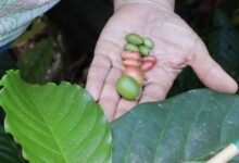 Photo of Café raro preservado por famílias no Pará chama atenção da ciência